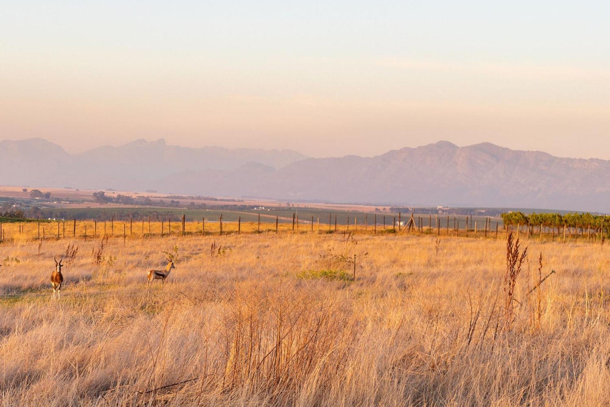 Bakenhof Winelands Lodge パール エクステリア 写真