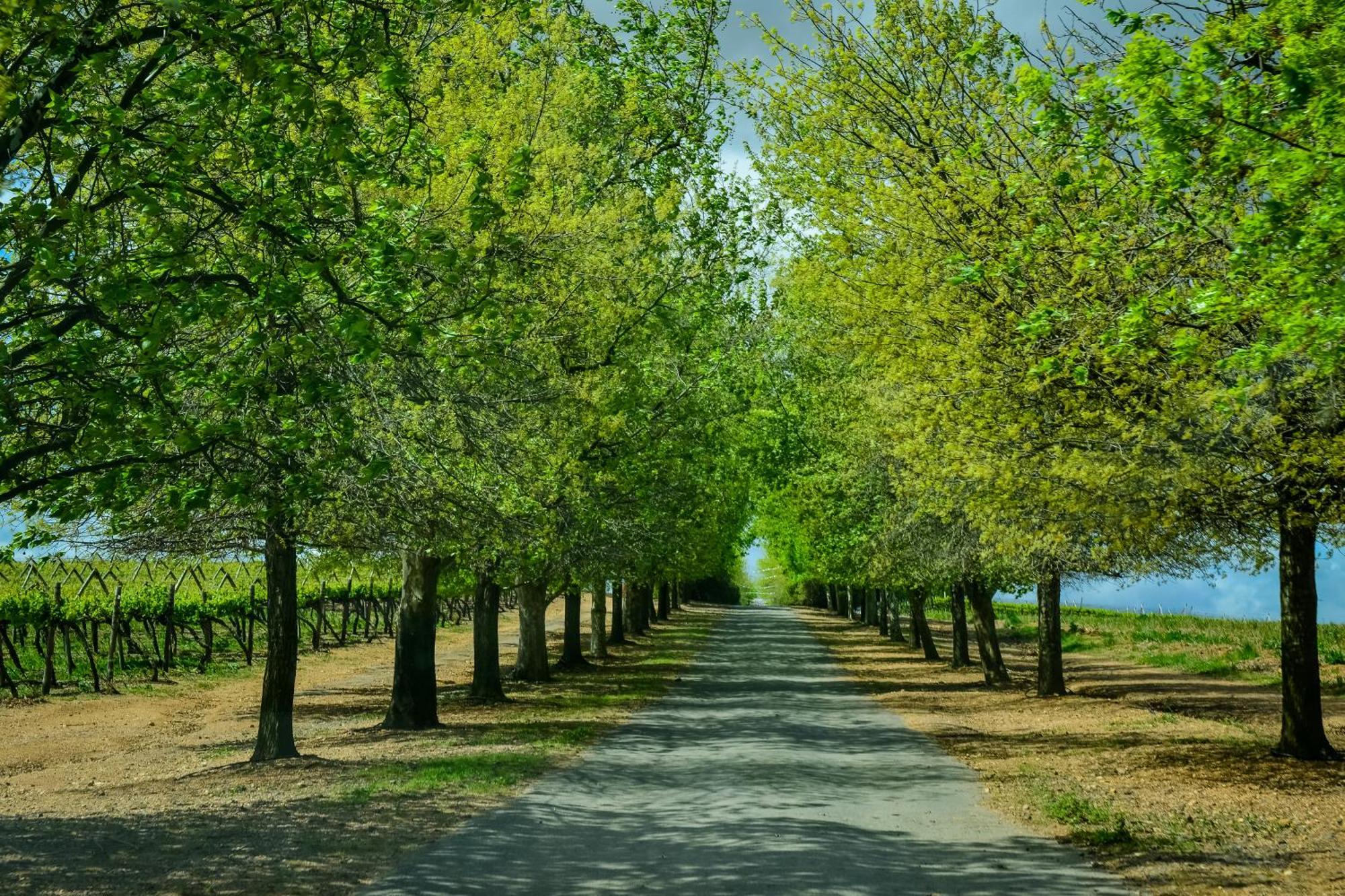 Bakenhof Winelands Lodge パール エクステリア 写真